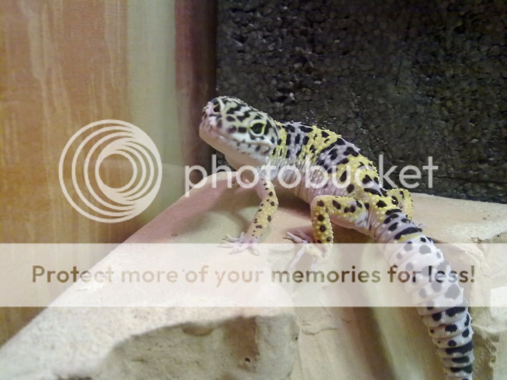 Show off your Leos Reptile Forums